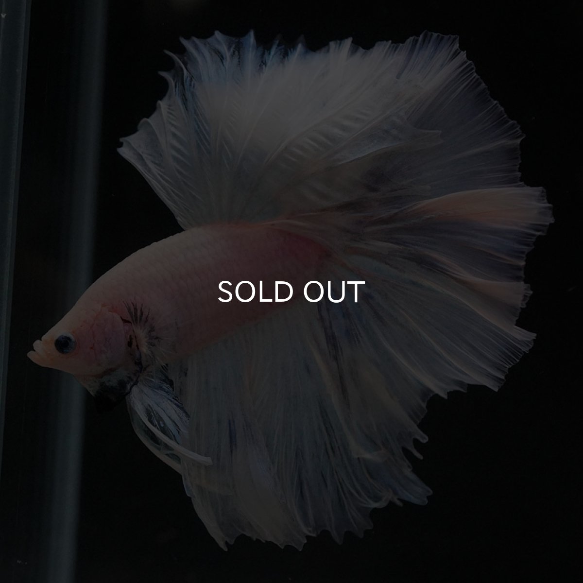 画像4: OHM　ファンシー (4)