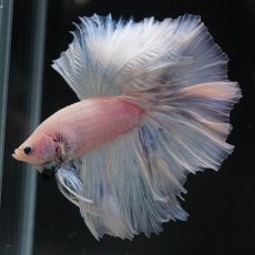 画像4: OHM　ファンシー (4)