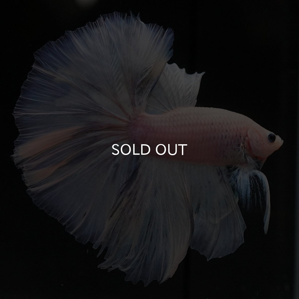 画像5: OHM　ファンシー (5)