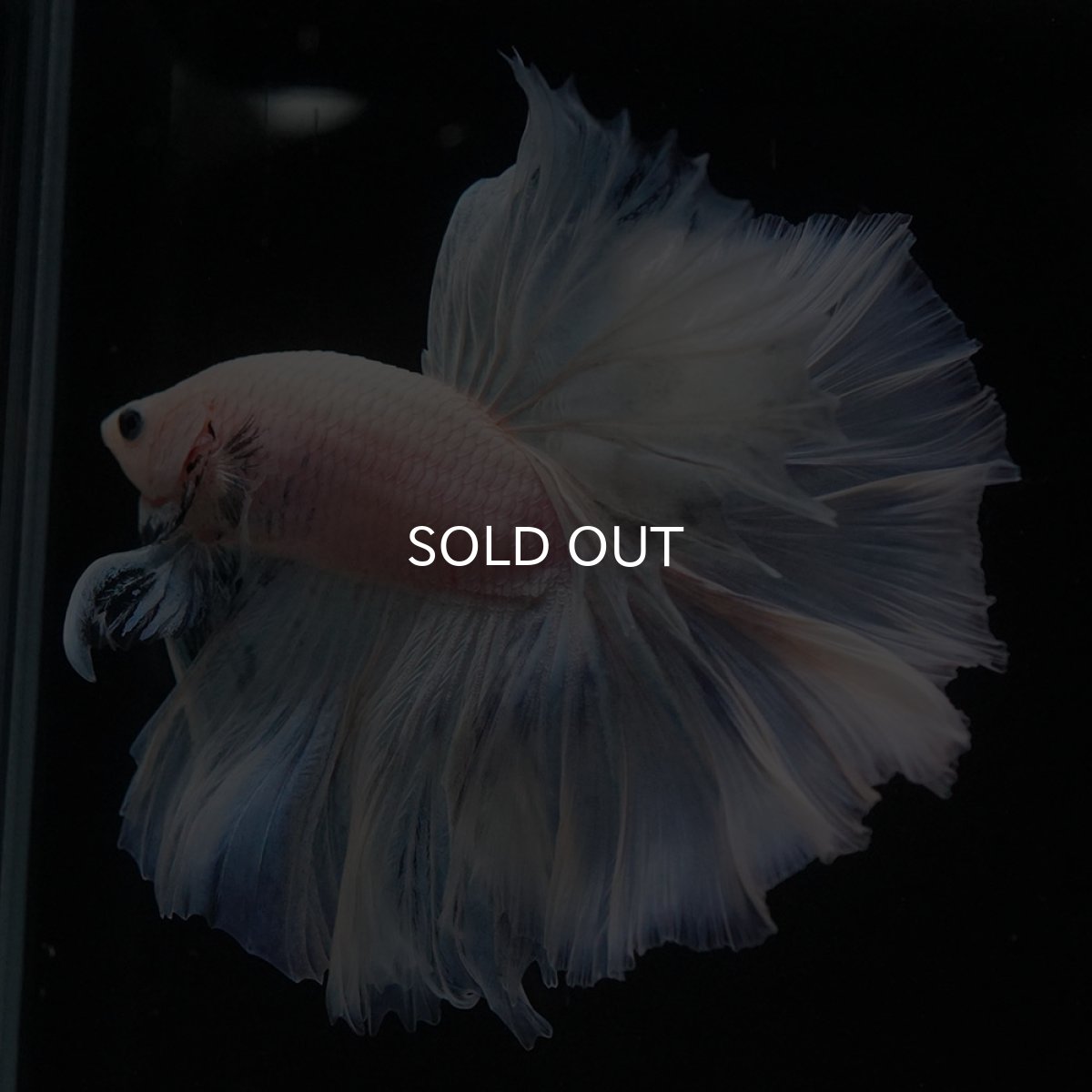 画像2: OHM　ファンシー (2)