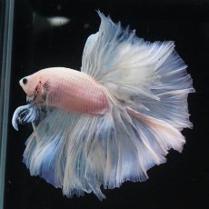 画像2: OHM　ファンシー (2)