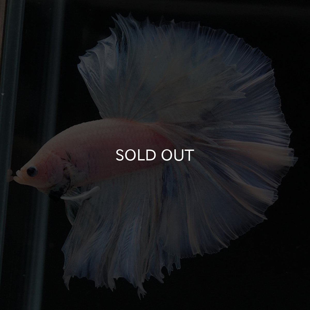 画像6: OHM　ファンシー (6)