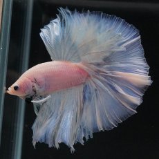 画像6: OHM　ファンシー (6)