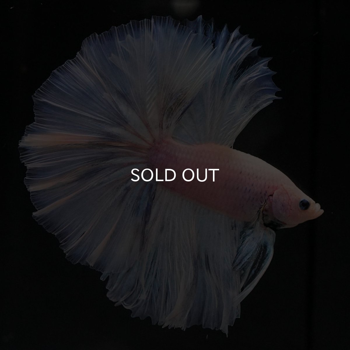 画像1: OHM　ファンシー (1)