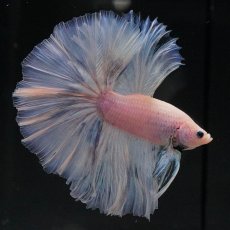 画像1: OHM　ファンシー (1)