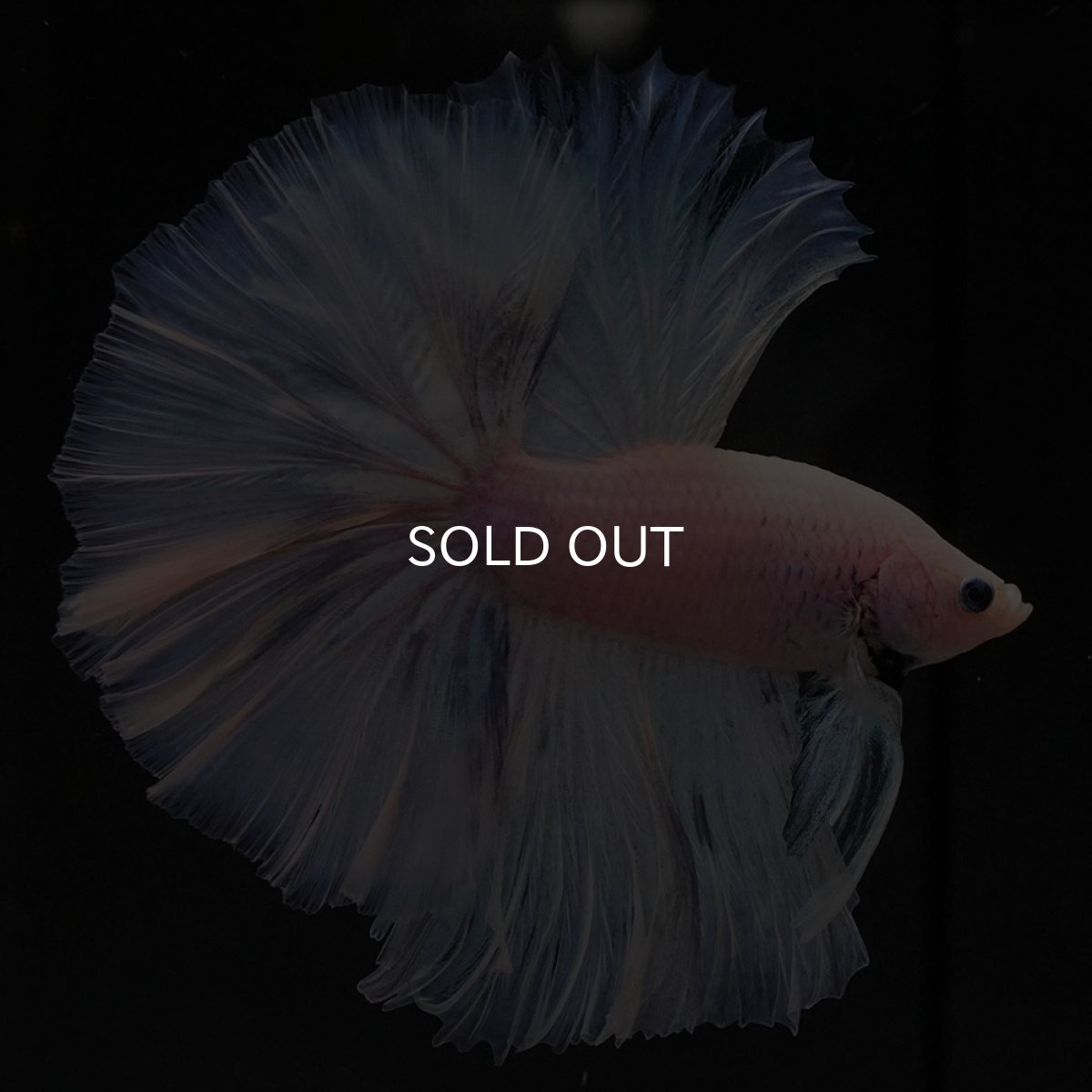 画像3: OHM　ファンシー (3)