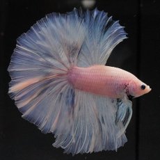 画像3: OHM　ファンシー (3)