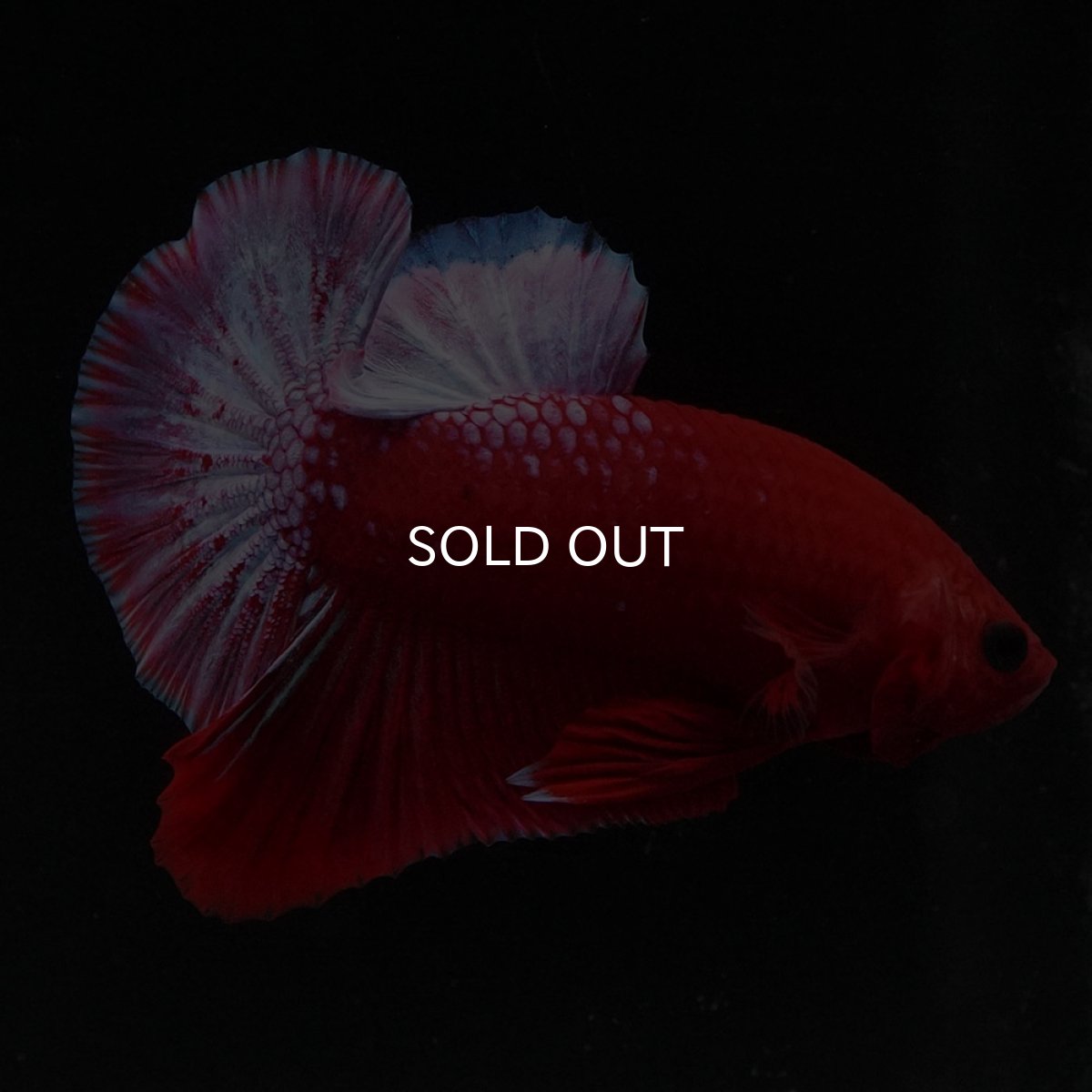 画像6: HMPK　ヘルボーイ (6)