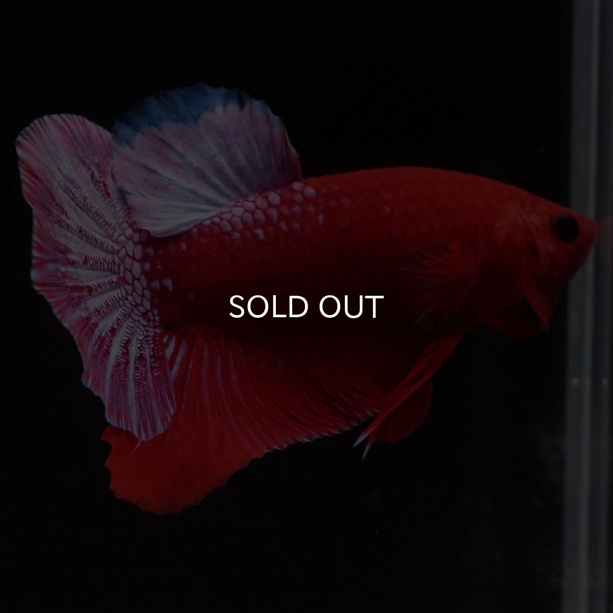 画像5: HMPK　ヘルボーイ (5)