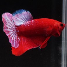 画像5: HMPK　ヘルボーイ (5)