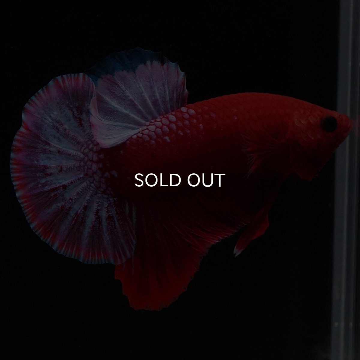 画像2: HMPK　ヘルボーイ (2)