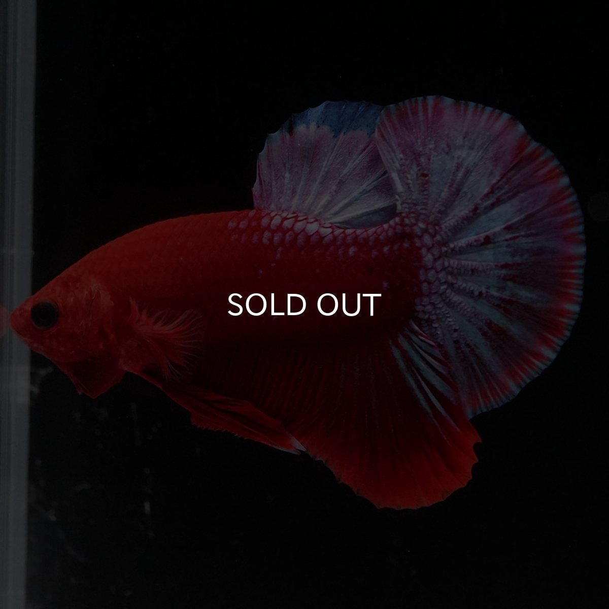 画像1: HMPK　ヘルボーイ (1)