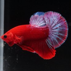 画像1: HMPK　ヘルボーイ (1)