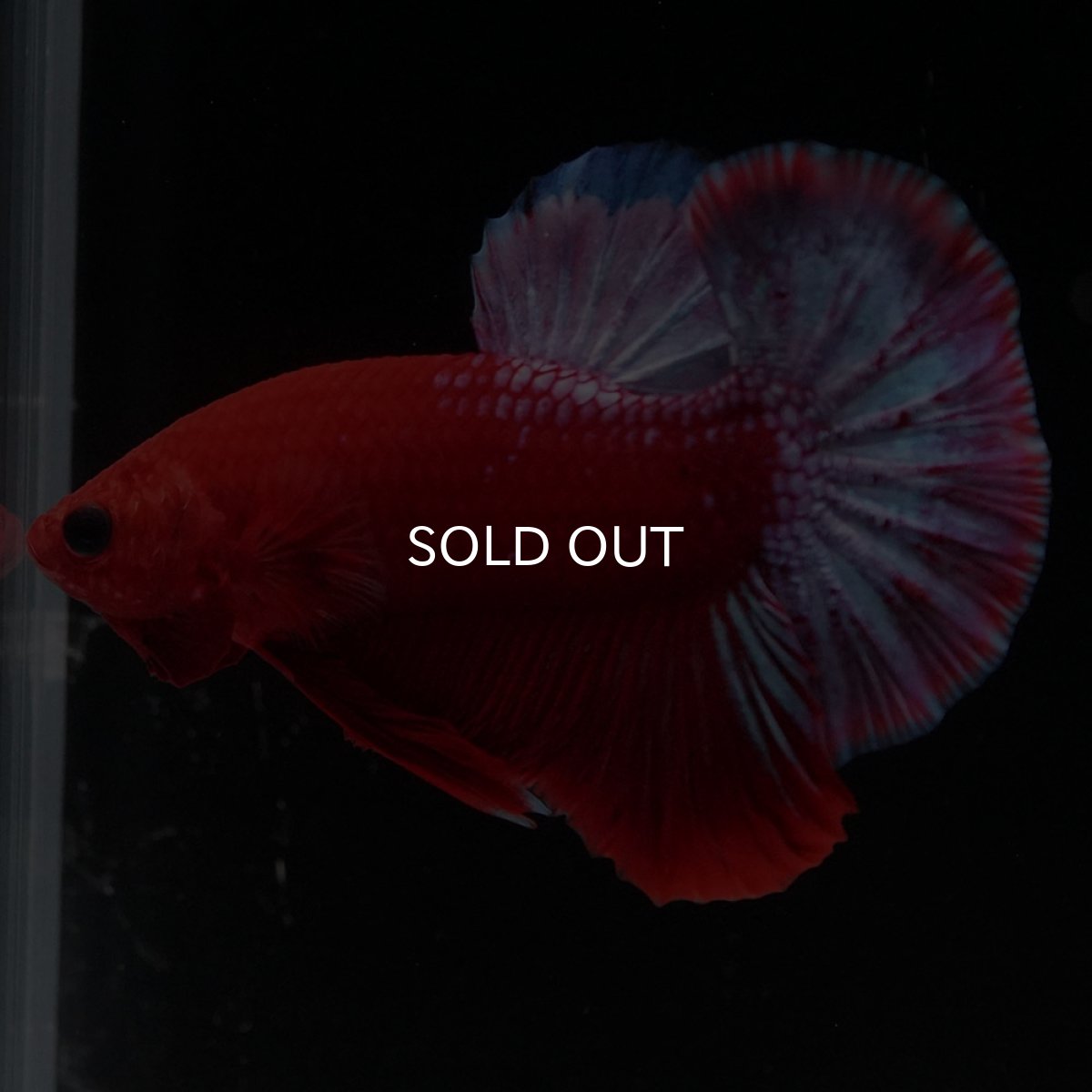 画像3: HMPK　ヘルボーイ (3)