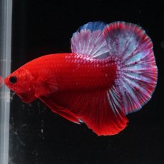 画像3: HMPK　ヘルボーイ (3)