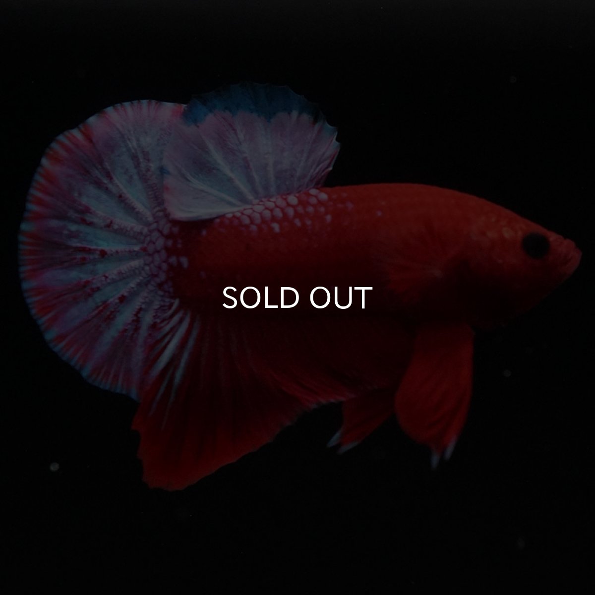 画像4: HMPK　ヘルボーイ (4)