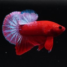 画像4: HMPK　ヘルボーイ (4)