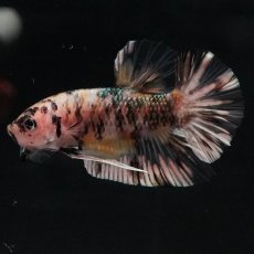 画像5: HMPK　イエローカッパー (5)