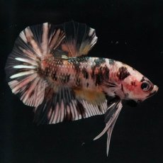 画像7: HMPK　イエローカッパー (7)