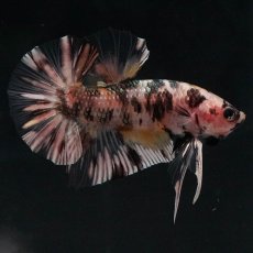 画像1: HMPK　イエローカッパー (1)