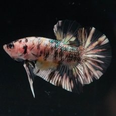 画像6: HMPK　イエローカッパー (6)