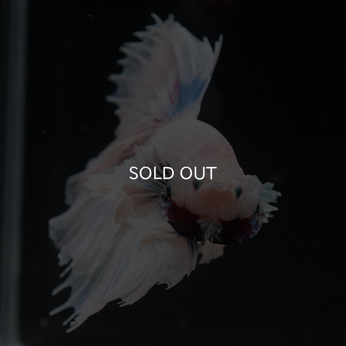 画像4: HMダンボ　ホワイトファンシー　ローズテール (4)