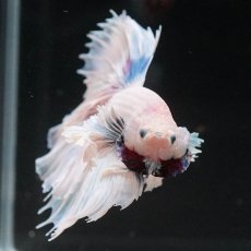 画像4: HMダンボ　ホワイトファンシー　ローズテール (4)