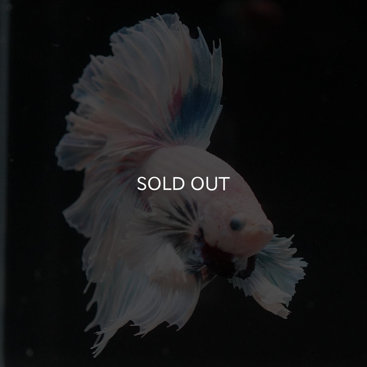 画像7: HMダンボ　ホワイトファンシー　ローズテール (7)