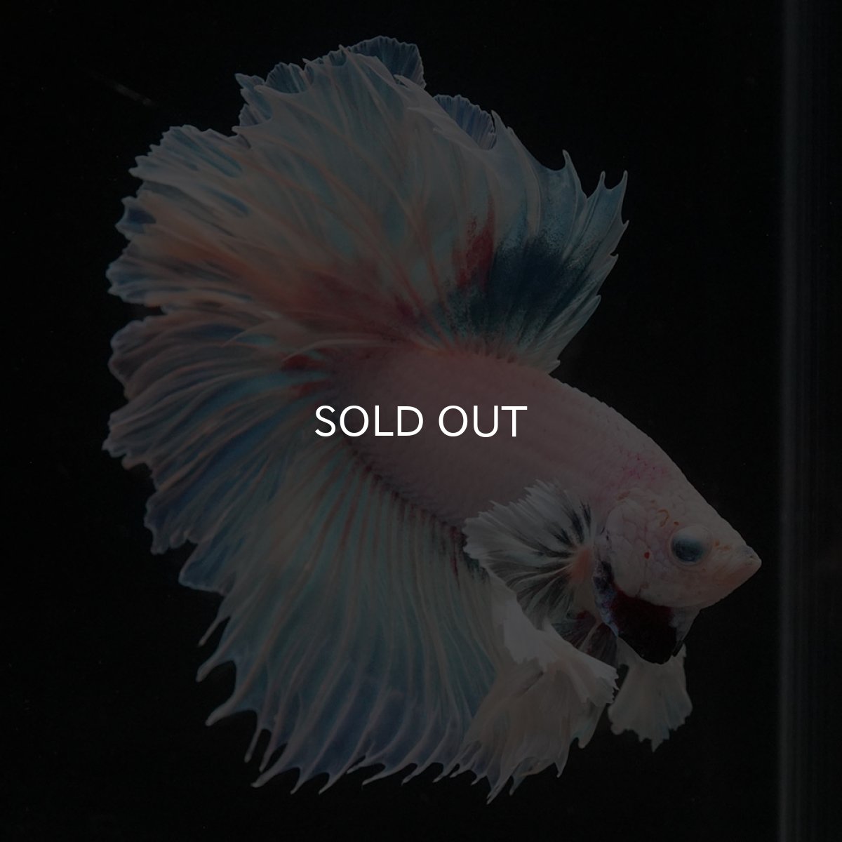 画像3: HMダンボ　ホワイトファンシー　ローズテール (3)