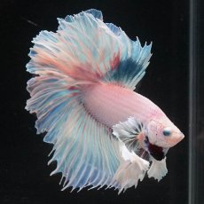 画像3: HMダンボ　ホワイトファンシー　ローズテール (3)