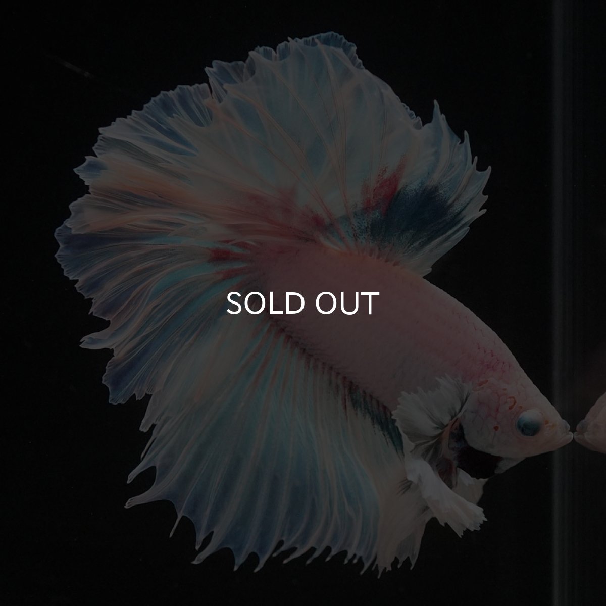 画像1: HMダンボ　ホワイトファンシー　ローズテール (1)