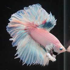 画像1: HMダンボ　ホワイトファンシー　ローズテール (1)