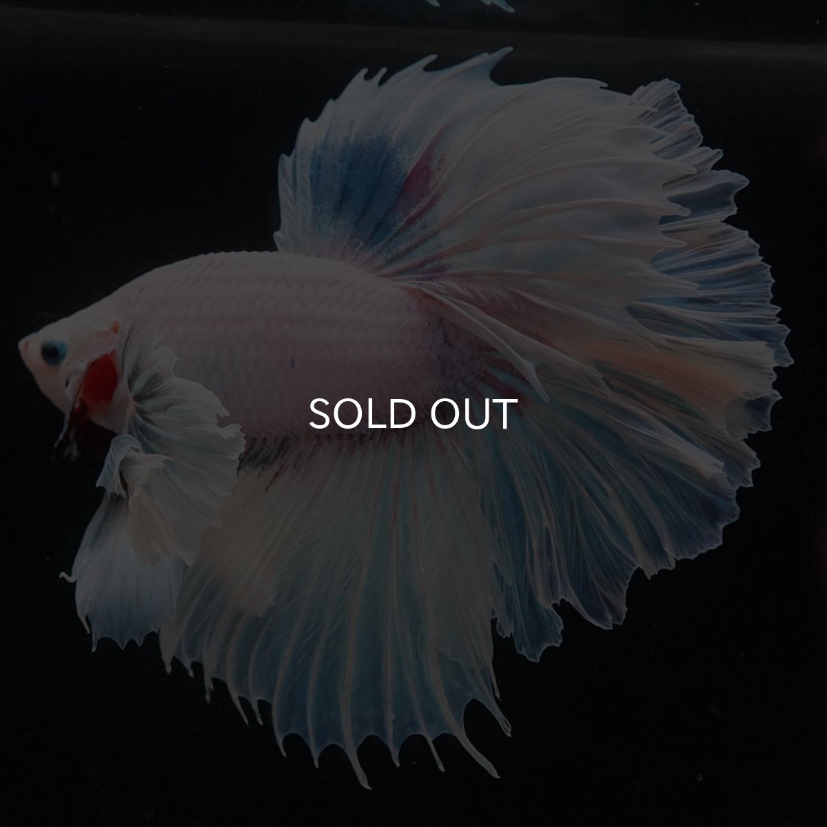 画像2: HMダンボ　ホワイトファンシー　ローズテール (2)