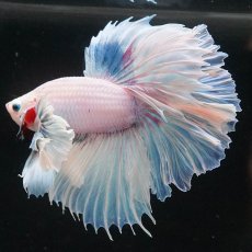 画像2: HMダンボ　ホワイトファンシー　ローズテール (2)