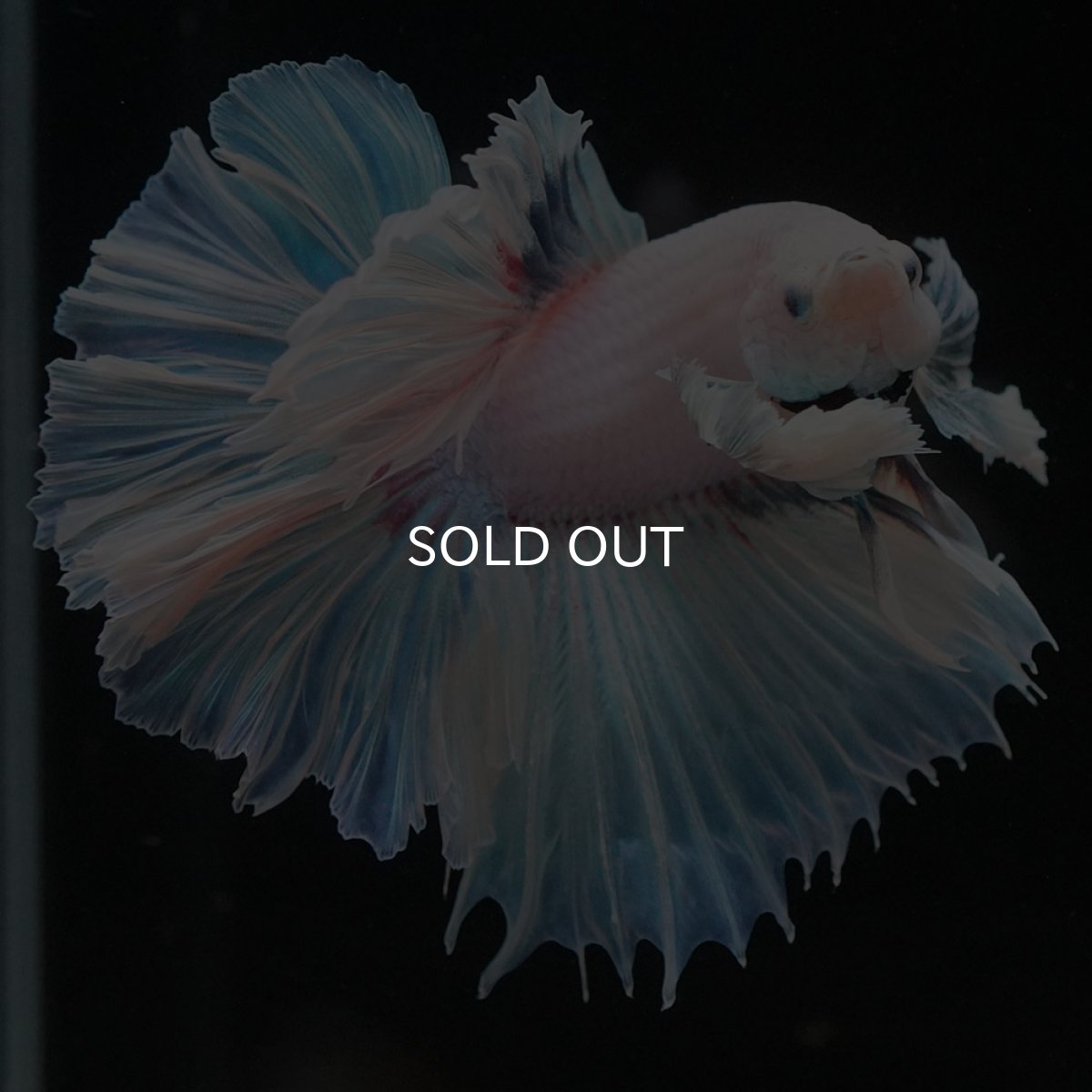 画像5: HMダンボ　ホワイトファンシー　ローズテール (5)