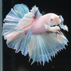 画像5: HMダンボ　ホワイトファンシー　ローズテール (5)