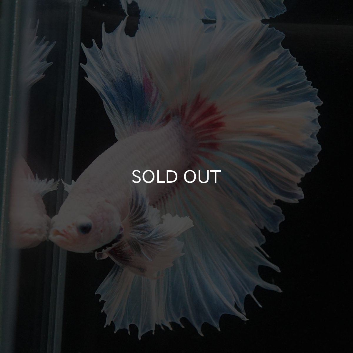 画像6: HMダンボ　ホワイトファンシー　ローズテール (6)