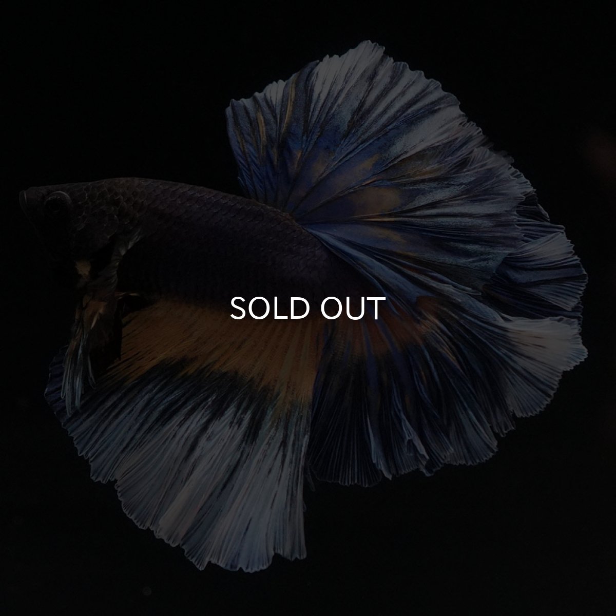 画像1: HM　ブラックマスタード　ローズテール (1)