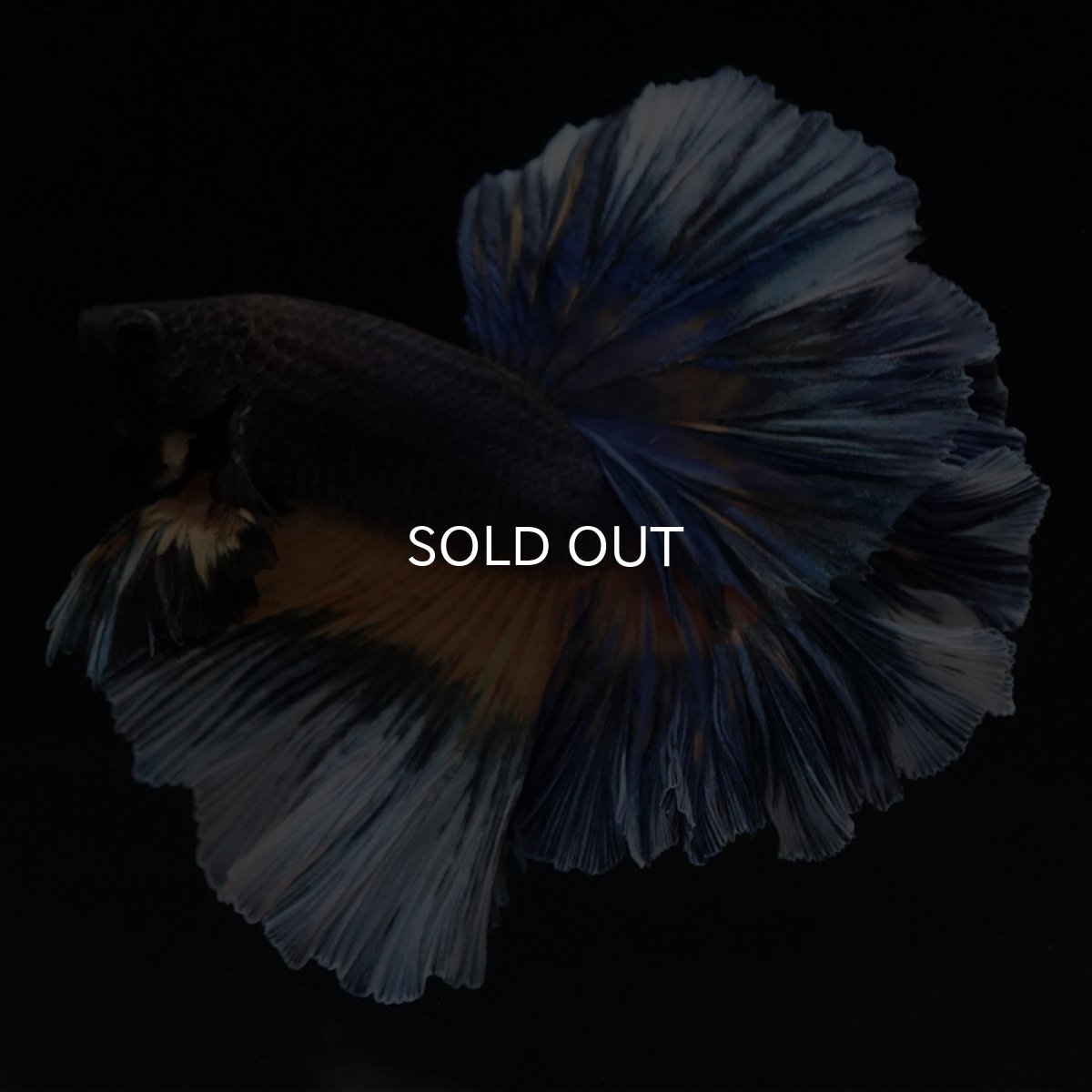 画像7: HM　ブラックマスタード　ローズテール (7)