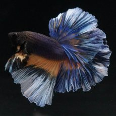 画像7: HM　ブラックマスタード　ローズテール (7)