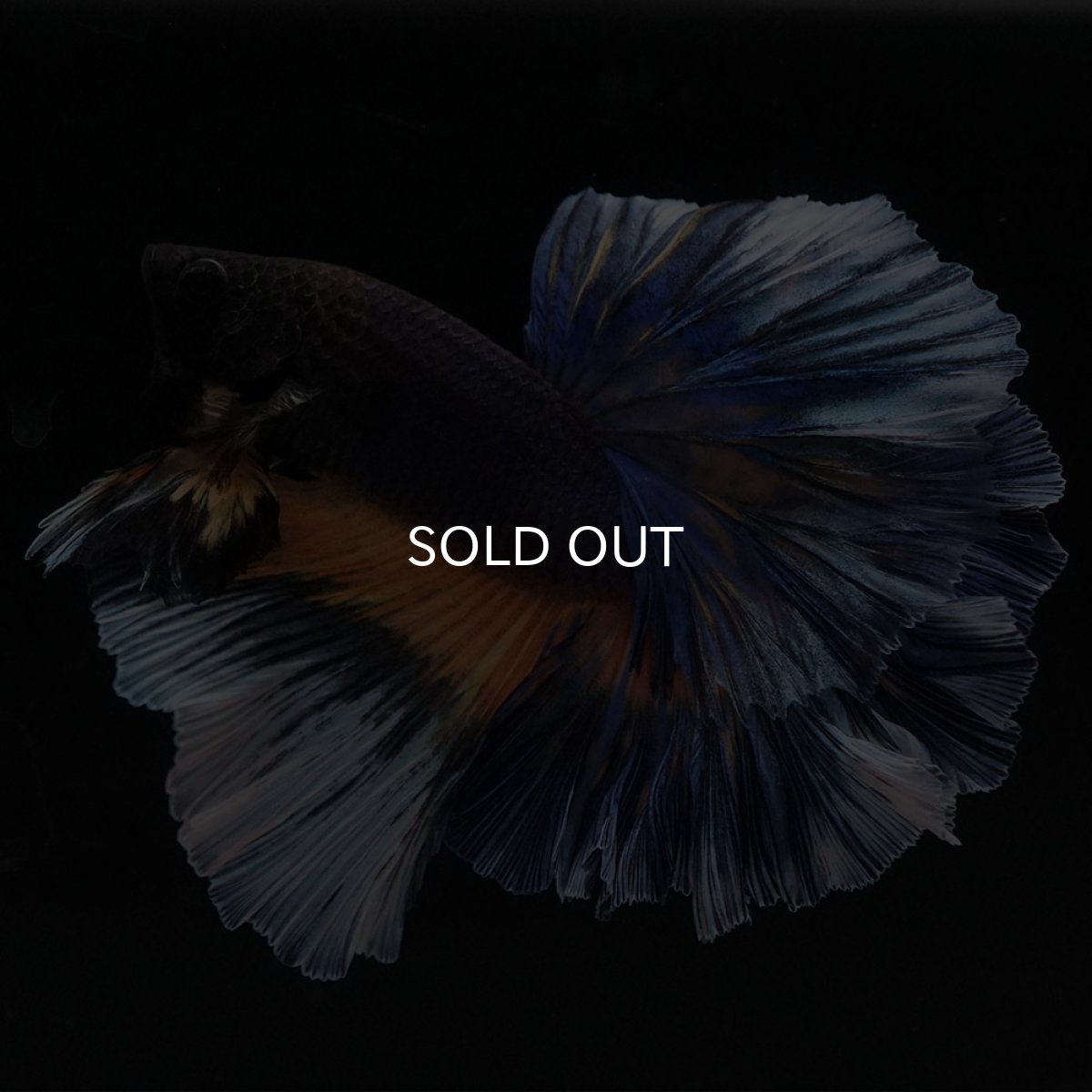 画像3: HM　ブラックマスタード　ローズテール (3)