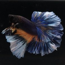 画像3: HM　ブラックマスタード　ローズテール (3)