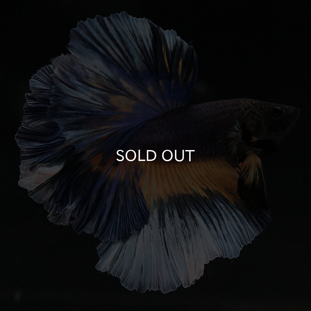 画像2: HM　ブラックマスタード　ローズテール (2)