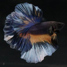 画像2: HM　ブラックマスタード　ローズテール (2)