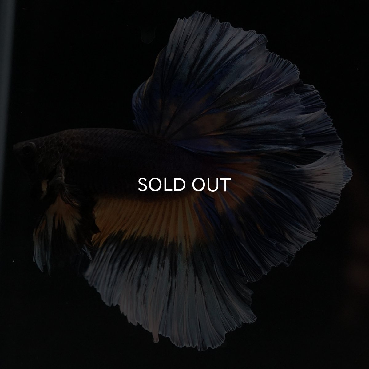 画像5: HM　ブラックマスタード　ローズテール (5)