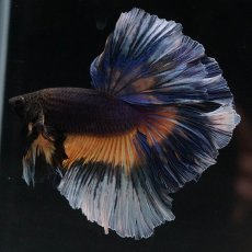 画像5: HM　ブラックマスタード　ローズテール (5)