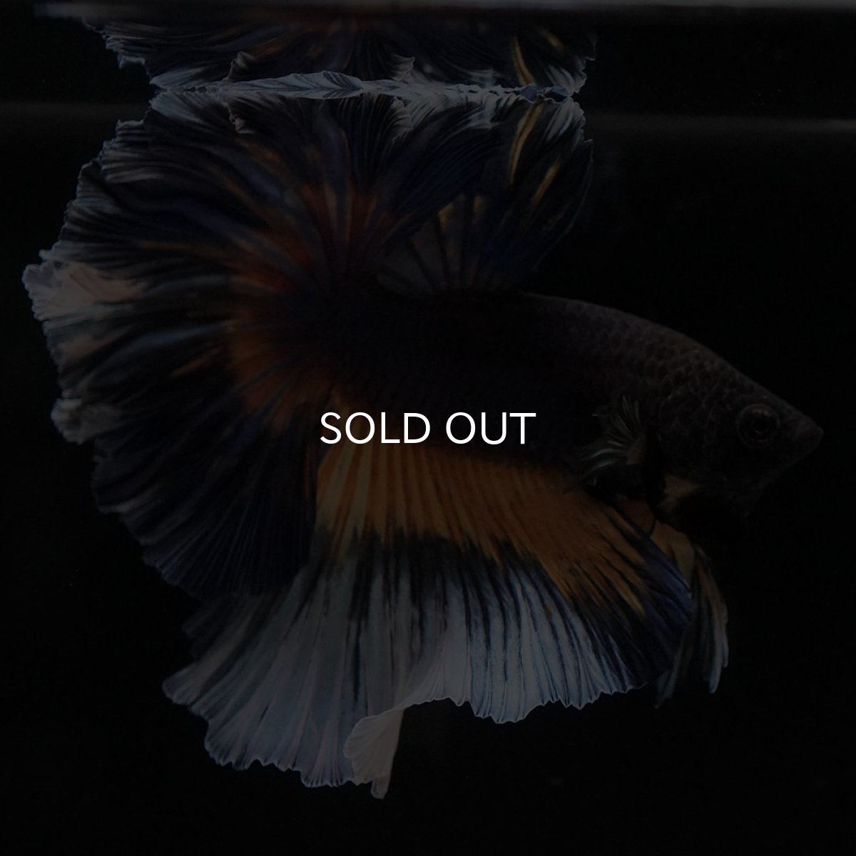 画像8: HM　ブラックマスタード　ローズテール (8)