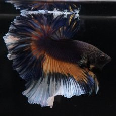 画像8: HM　ブラックマスタード　ローズテール (8)