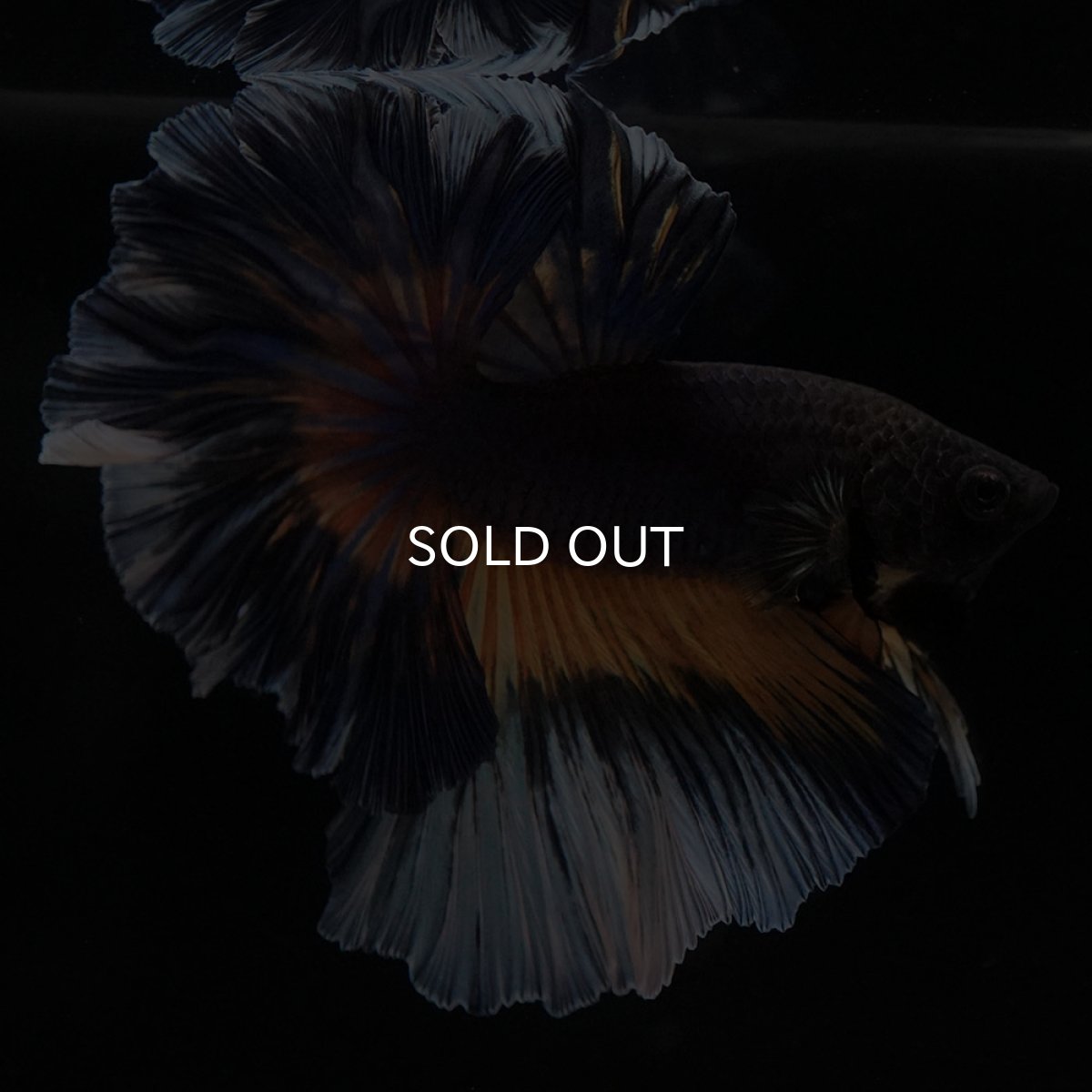 画像6: HM　ブラックマスタード　ローズテール (6)