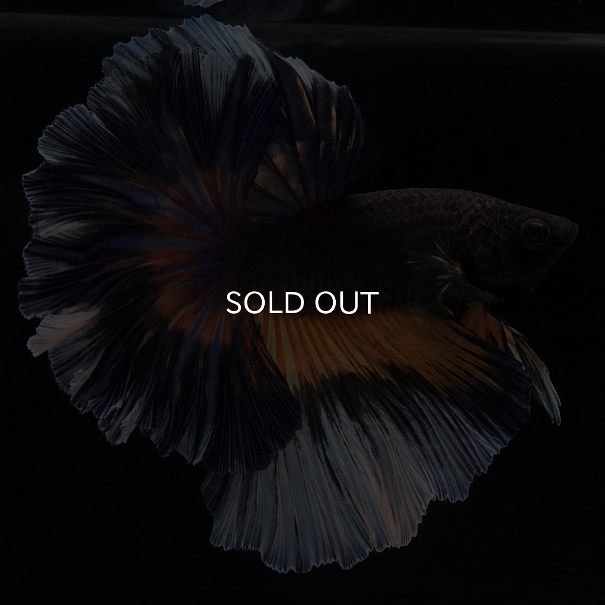 画像4: HM　ブラックマスタード　ローズテール (4)